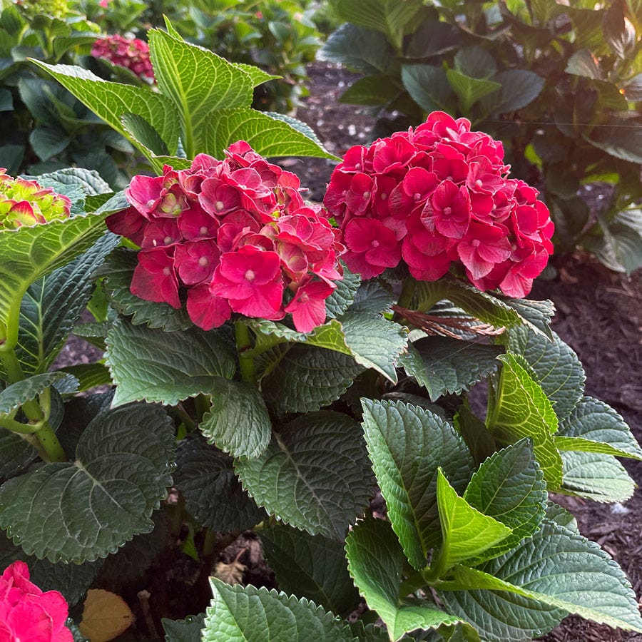 Hydrangea Cherry-Go-Round™ Bigleaf Hydrangea