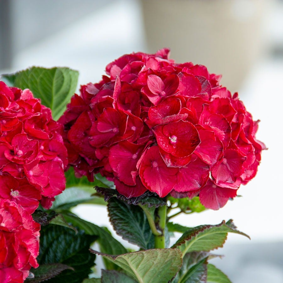 Hydrangea Cherry-Go-Round™ Bigleaf Hydrangea