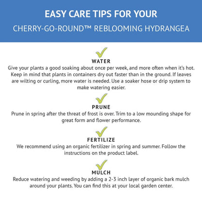 Hydrangea Cherry-Go-Round™ Bigleaf Hydrangea