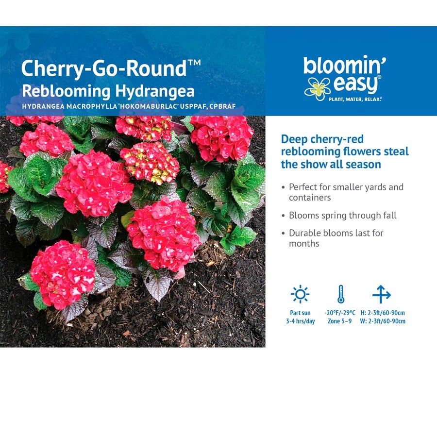 Hydrangea Cherry-Go-Round™ Bigleaf Hydrangea