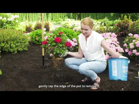 Hydrangea Cherry-Go-Round™ Bigleaf Hydrangea