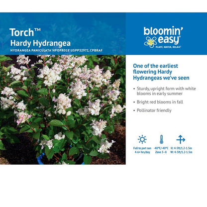 Hydrangea Torch™ Panicle Hydrangea