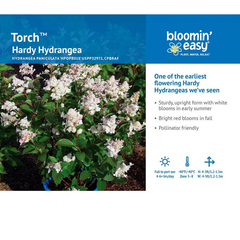Hydrangea Torch™ Panicle Hydrangea – Wayside Gardens