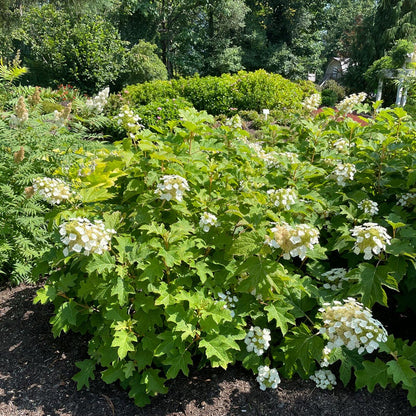 Hydrangea Toy Soldier™ Oakleaf Hydrangea