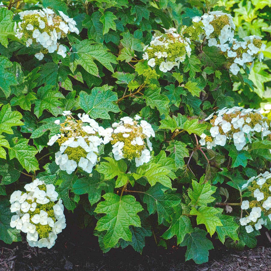 Hydrangea Toy Soldier™ Oakleaf Hydrangea