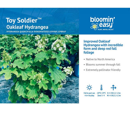 Hydrangea Toy Soldier™ Oakleaf Hydrangea