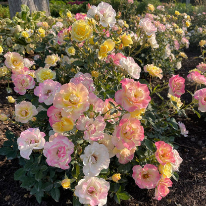 Gumball Goody™ Rose