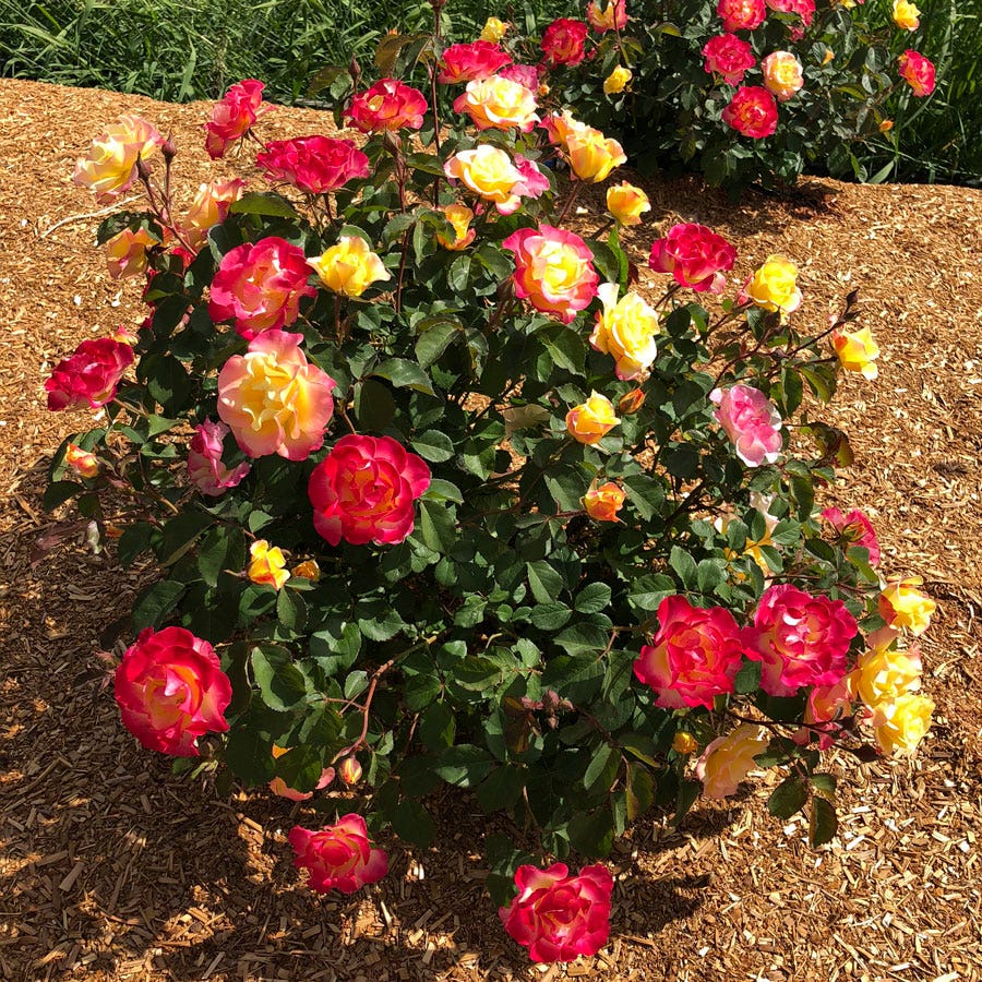 Gumball Goody™ Rose