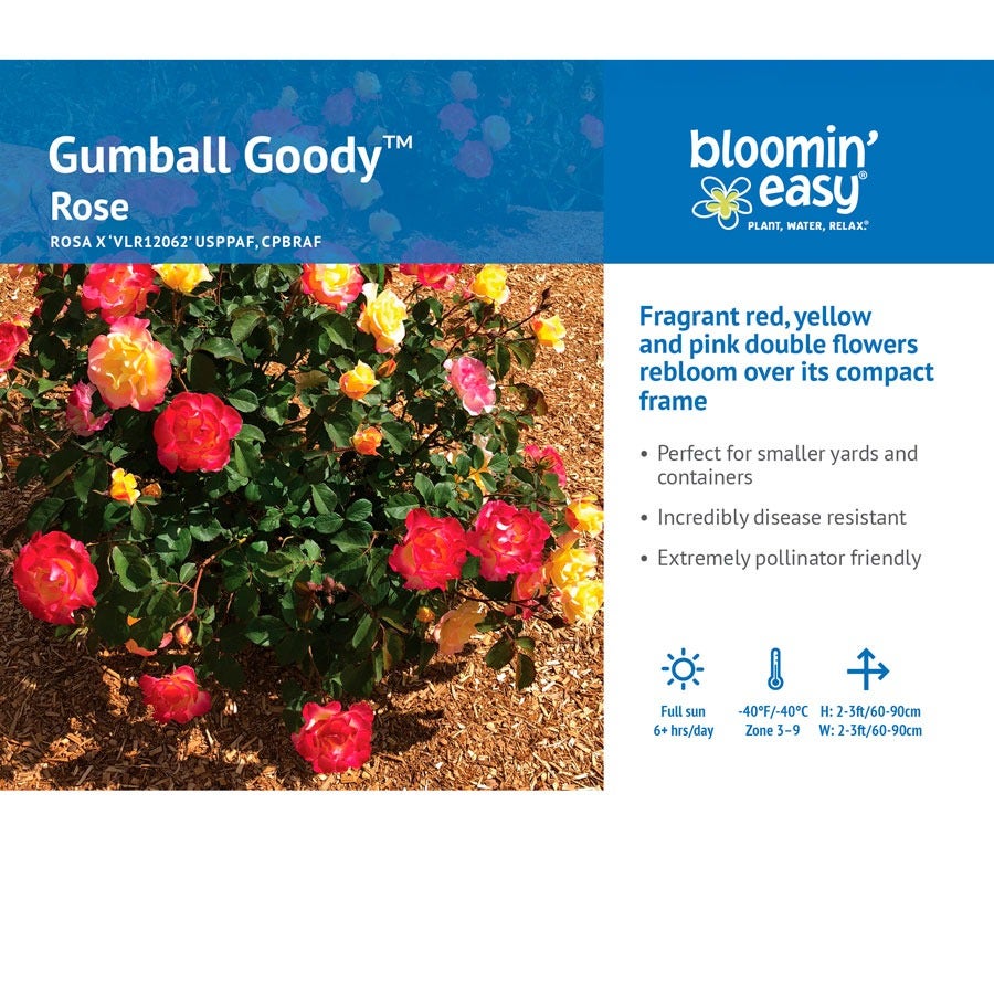 Gumball Goody™ Rose
