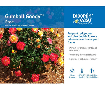 Gumball Goody™ Rose