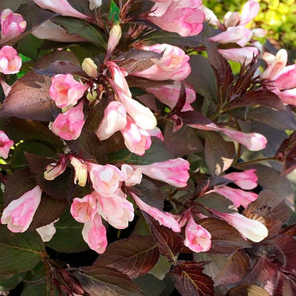 Weigela Afterglow™