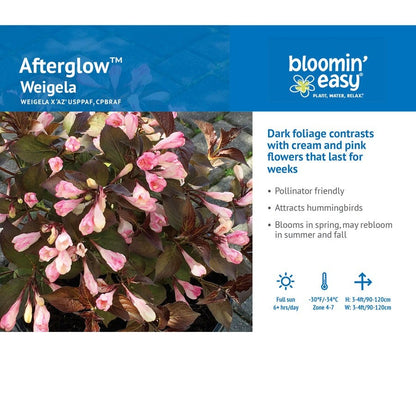 Weigela Afterglow™