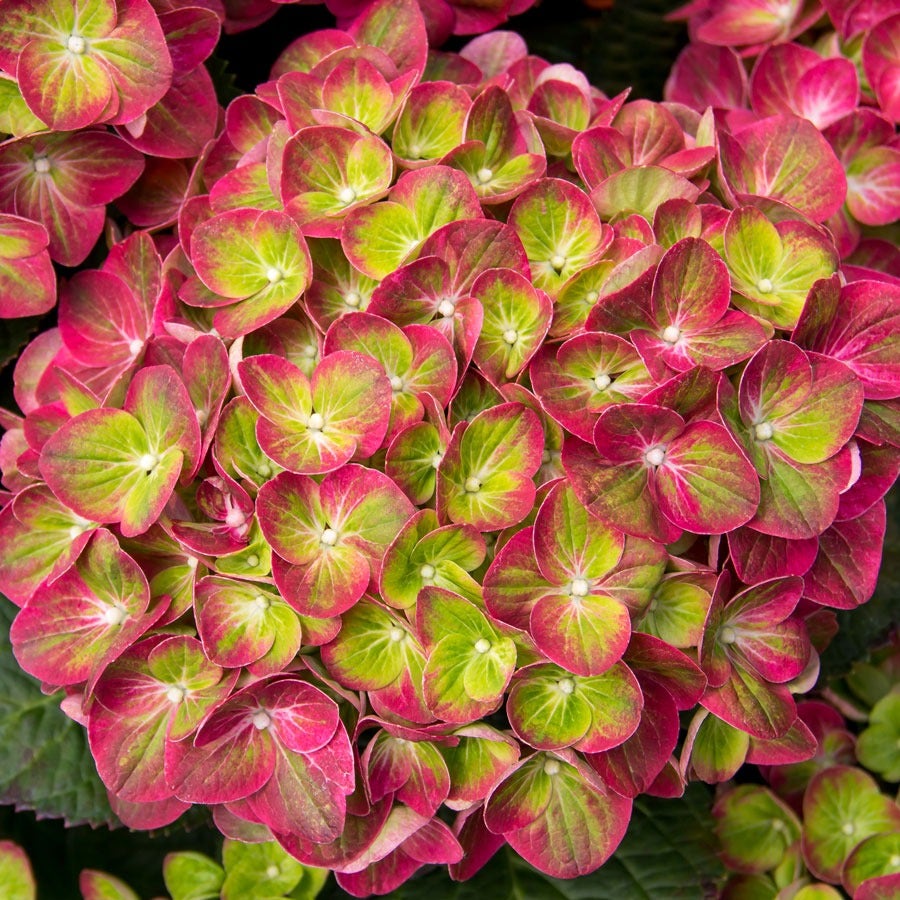 Hydrangea Tilt-A-Swirl® Bigleaf Hydrangea