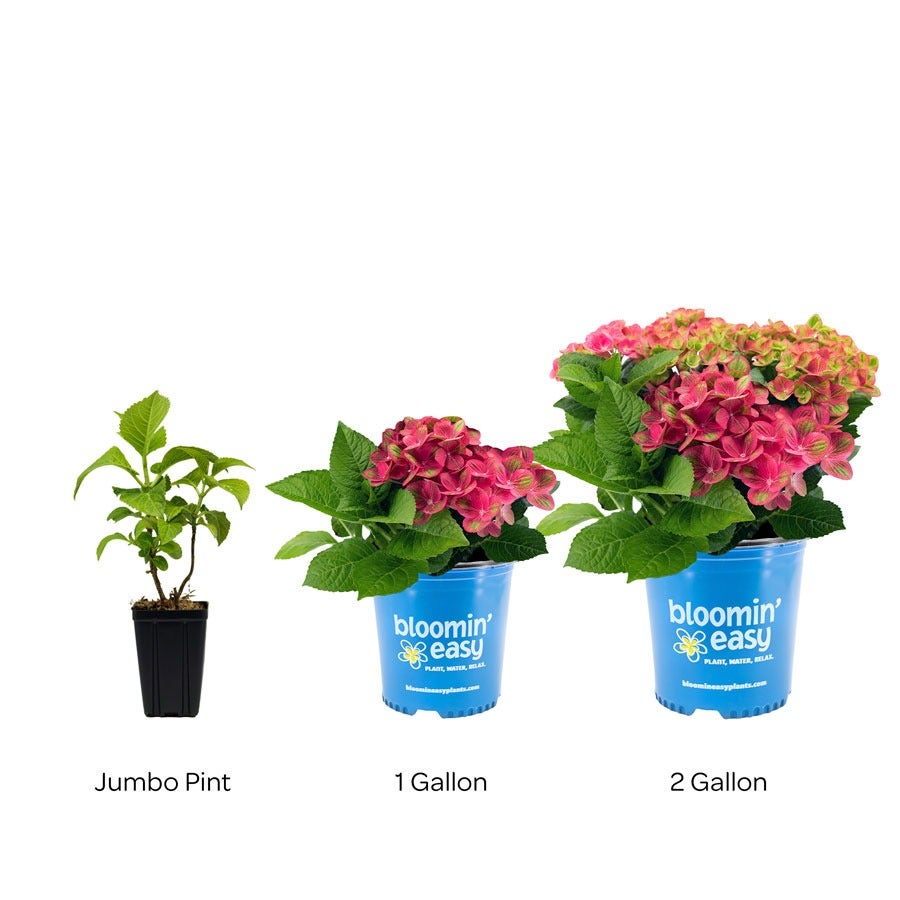 Hydrangea Tilt-A-Swirl® Bigleaf Hydrangea