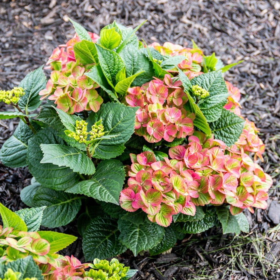 Hydrangea Tilt-A-Swirl® Bigleaf Hydrangea