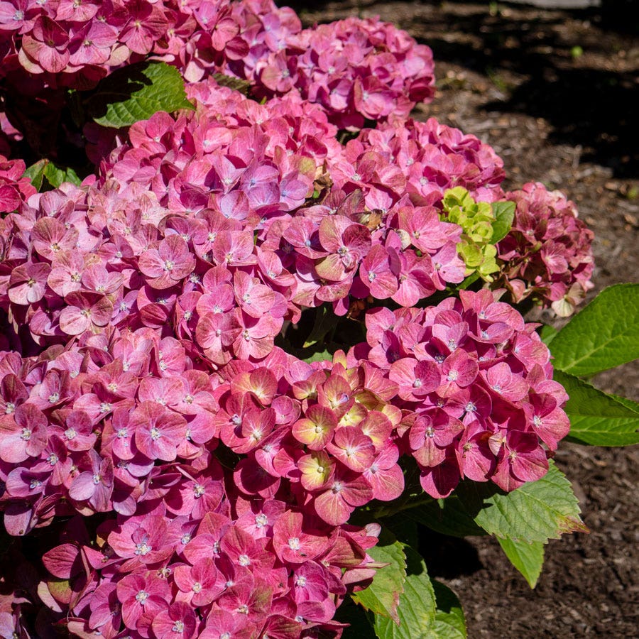 Hydrangea Tilt-A-Swirl® Bigleaf Hydrangea