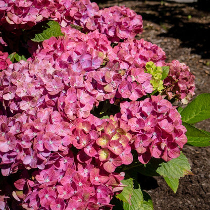 Hydrangea Tilt-A-Swirl® Bigleaf Hydrangea