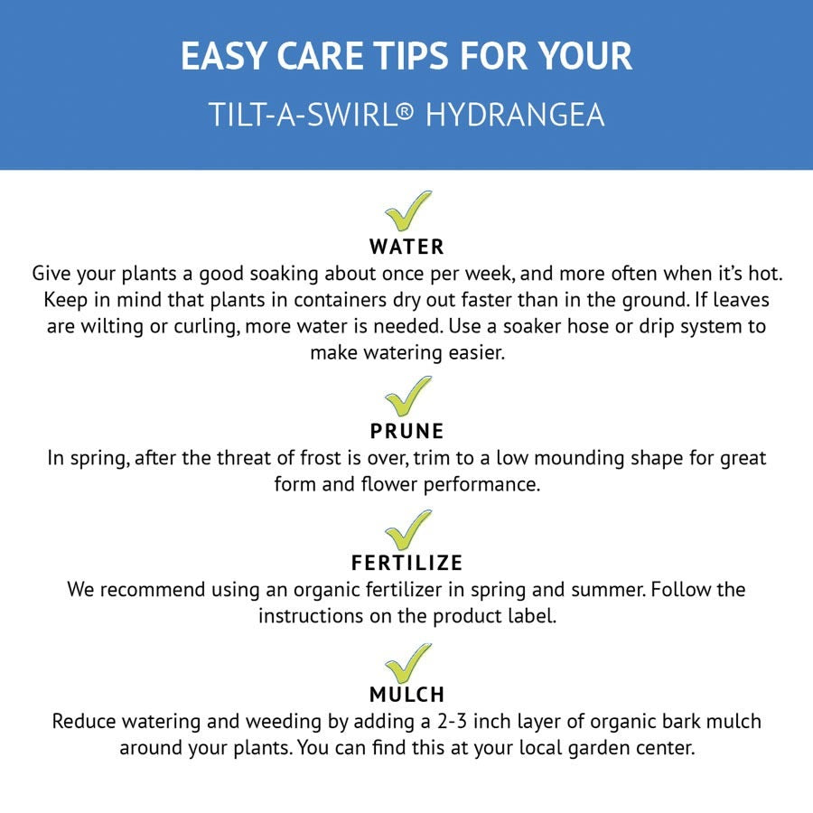 Hydrangea Tilt-A-Swirl® Bigleaf Hydrangea