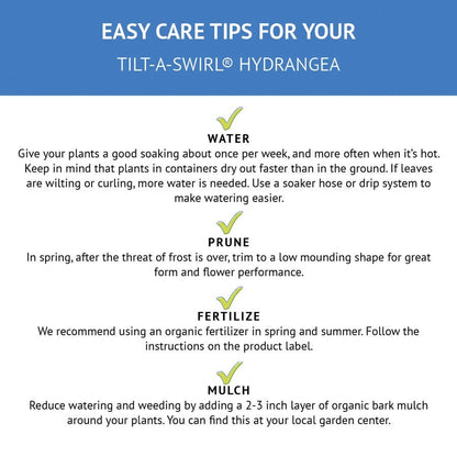 Hydrangea Tilt-A-Swirl® Bigleaf Hydrangea