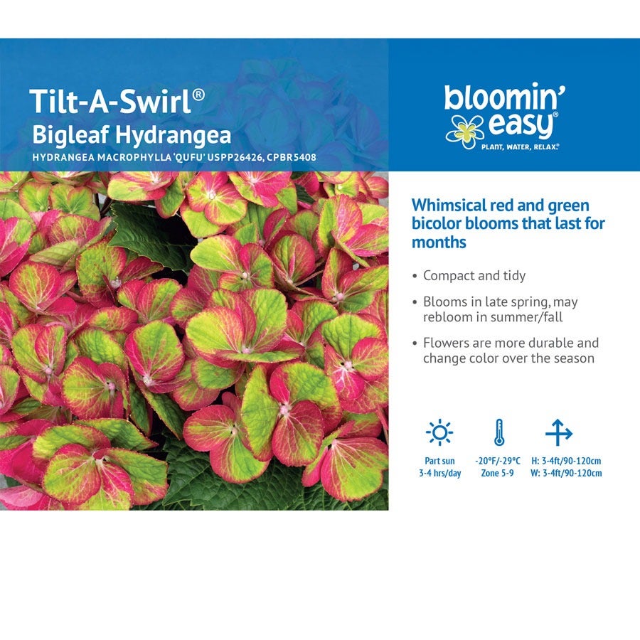 Hydrangea Tilt-A-Swirl® Bigleaf Hydrangea