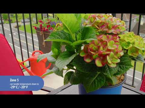 Hydrangea Tilt-A-Swirl® Bigleaf Hydrangea