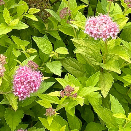 Spiraea Pineapple Poprocks® Meadowsweet
