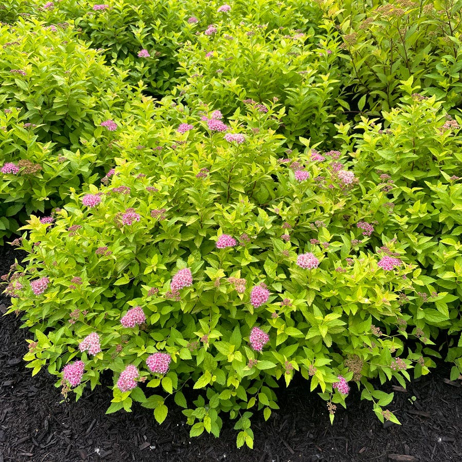 Spiraea Pineapple Poprocks® Meadowsweet