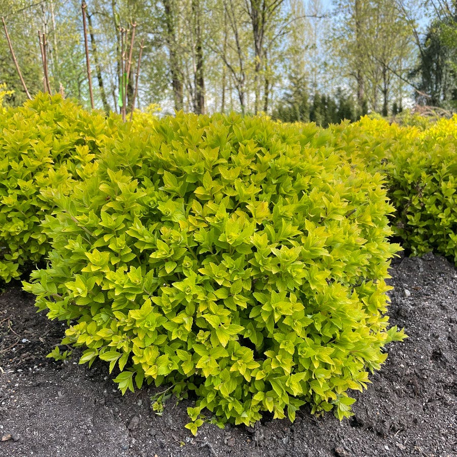 Spiraea Pineapple Poprocks® Meadowsweet