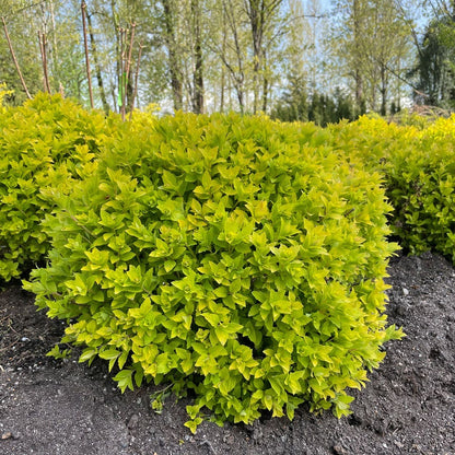 Spiraea Pineapple Poprocks® Meadowsweet
