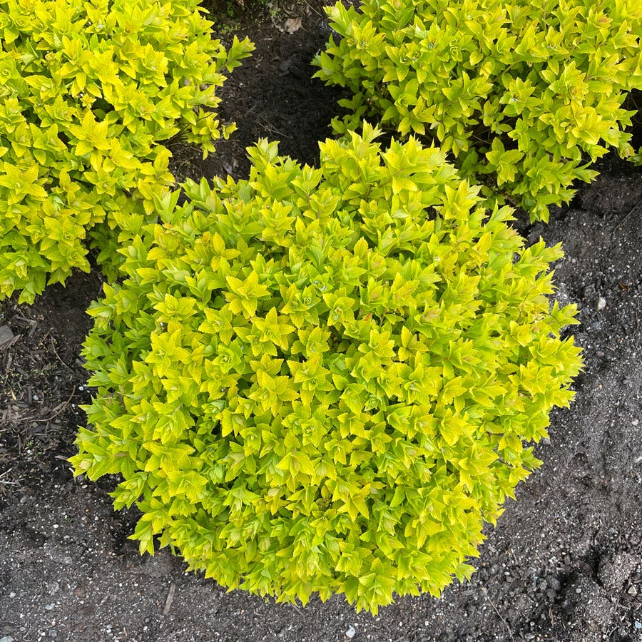 Spiraea Pineapple Poprocks® Meadowsweet