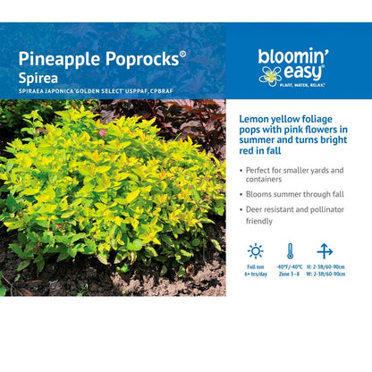 Spiraea Pineapple Poprocks® Meadowsweet