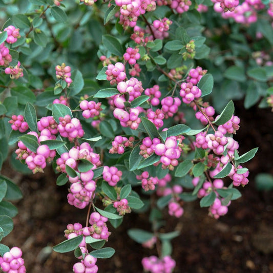 Symphoricarpos Pinky Promise™ Snowberry