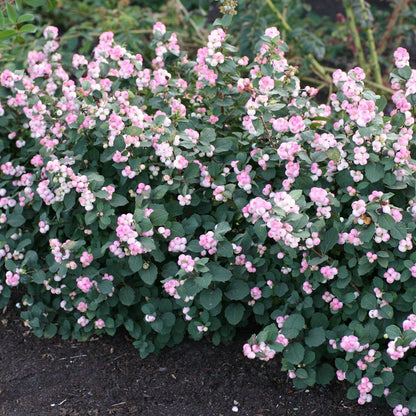 Symphoricarpos Pinky Promise™ Snowberry