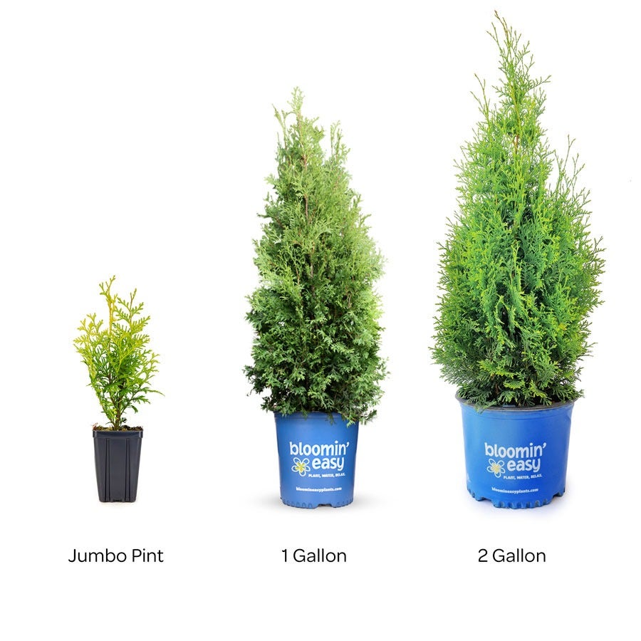 Thuja Private Jet™ Arborvitae