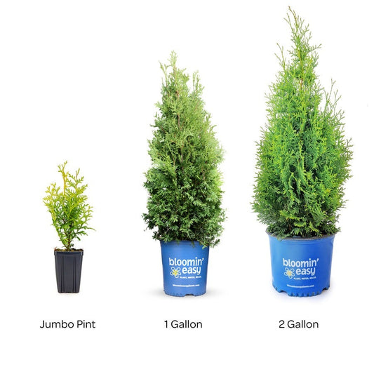 Thuja Private Jet™ Arborvitae