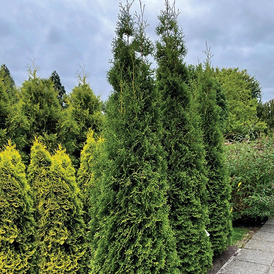 Thuja Private Jet™ Arborvitae