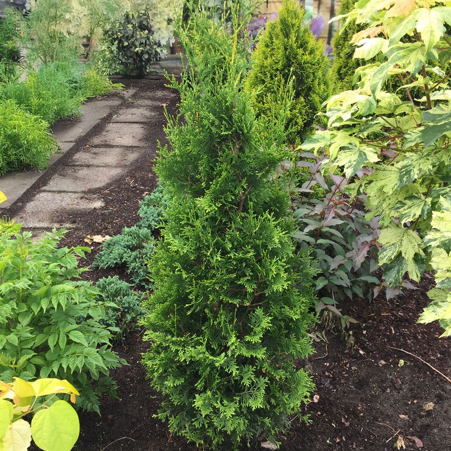 Thuja Private Jet™ Arborvitae