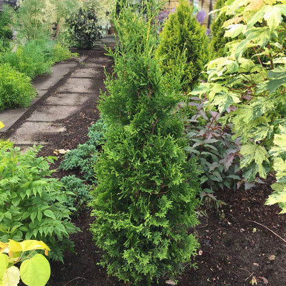 Thuja Private Jet™ Arborvitae
