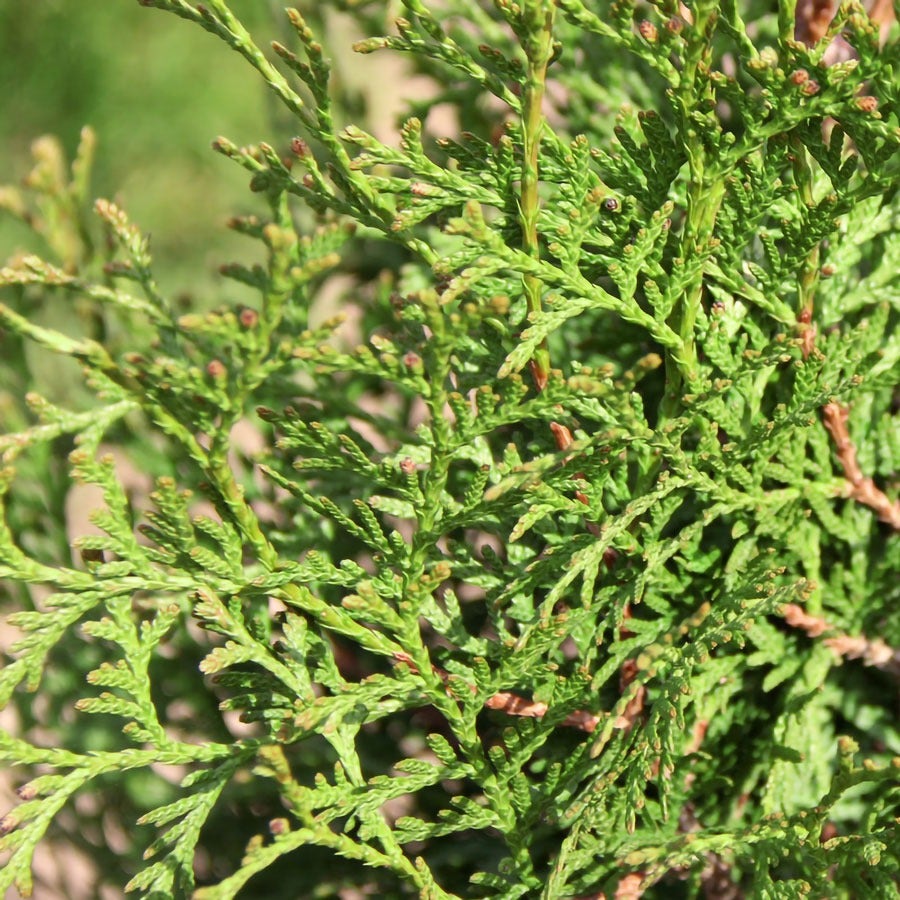 Thuja Private Jet™ Arborvitae