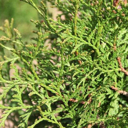 Thuja Private Jet™ Arborvitae