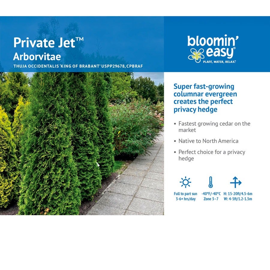 Thuja Private Jet™ Arborvitae