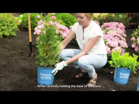 Thuja Private Jet™ Arborvitae