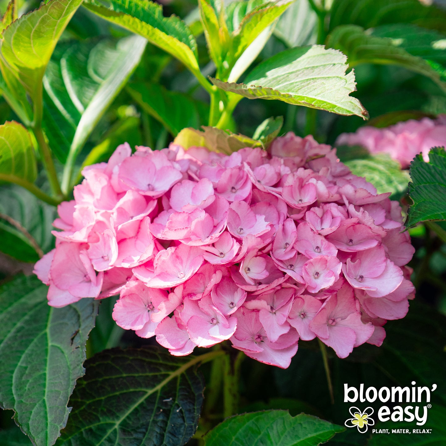 Bloomin' Easy® Hydrangea Soul Mate™ Reblooming Bigleaf Hydrangea