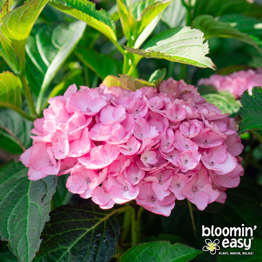 Bloomin' Easy® Hydrangea Soul Mate™ Reblooming Bigleaf Hydrangea