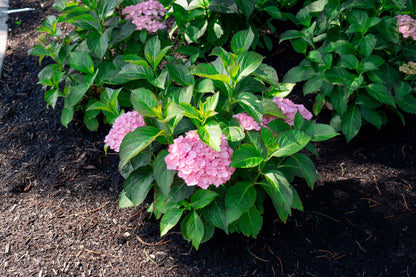 Bloomin' Easy® Hydrangea Soul Mate™ Reblooming Bigleaf Hydrangea