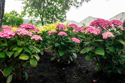 Bloomin' Easy® Hydrangea Soul Mate™ Reblooming Bigleaf Hydrangea