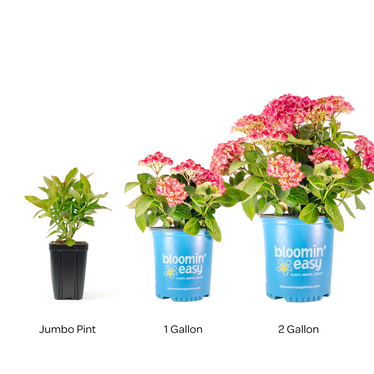 Bloomin' Easy® Hydrangea Soul Mate™ Reblooming Bigleaf Hydrangea
