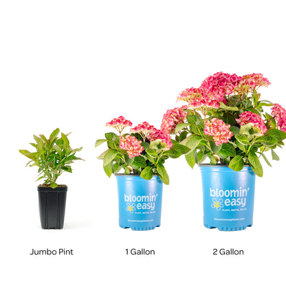 Bloomin' Easy® Hydrangea Soul Mate™ Reblooming Bigleaf Hydrangea