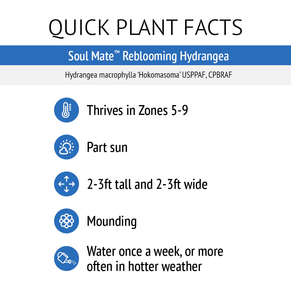 Bloomin' Easy® Hydrangea Soul Mate™ Reblooming Bigleaf Hydrangea