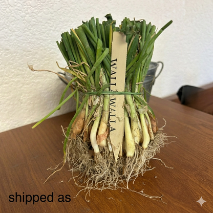 Walla Walla Sweet Onion Sets